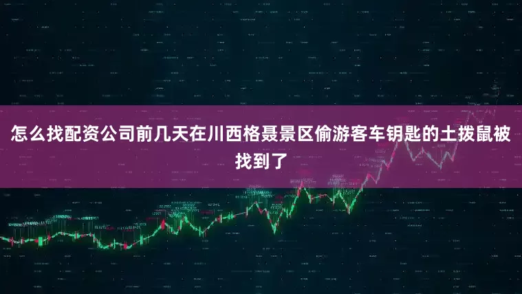 怎么找配资公司前几天在川西格聂景区偷游客车钥匙的土拨鼠被找到了